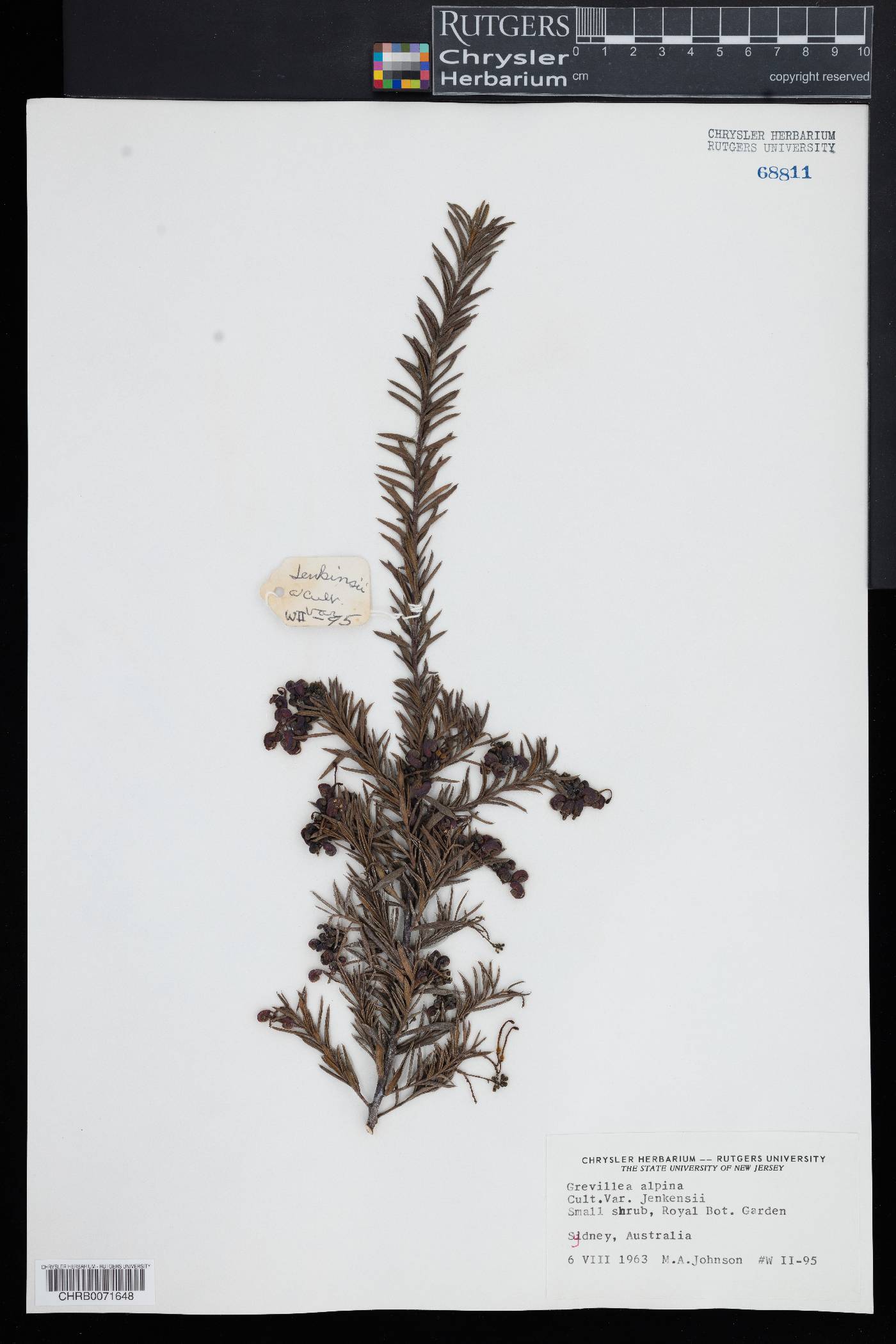 Grevillea alpina image