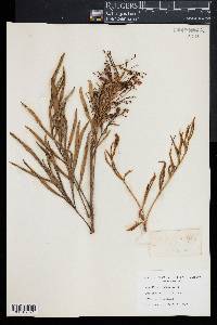 Grevillea banksii image