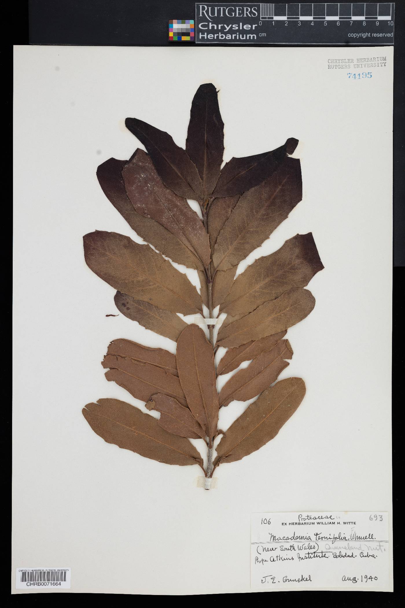 Macadamia ternifolia image