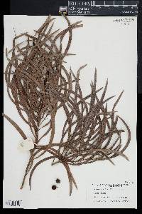 Image of Persoonia longifolia