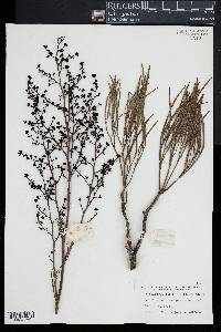 Stirlingia latifolia image