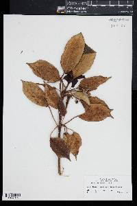 Trochodendron aralioides image