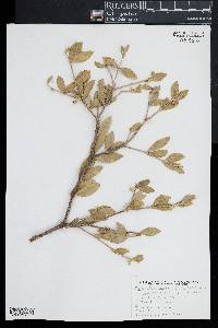 Simmondsia chinensis image