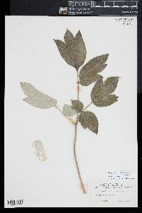 Paeonia suffruticosa image