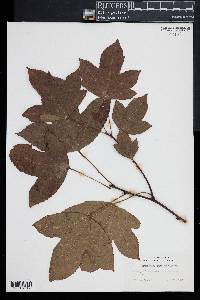 Liquidambar formosana image