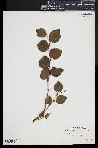 Corylopsis pauciflora image