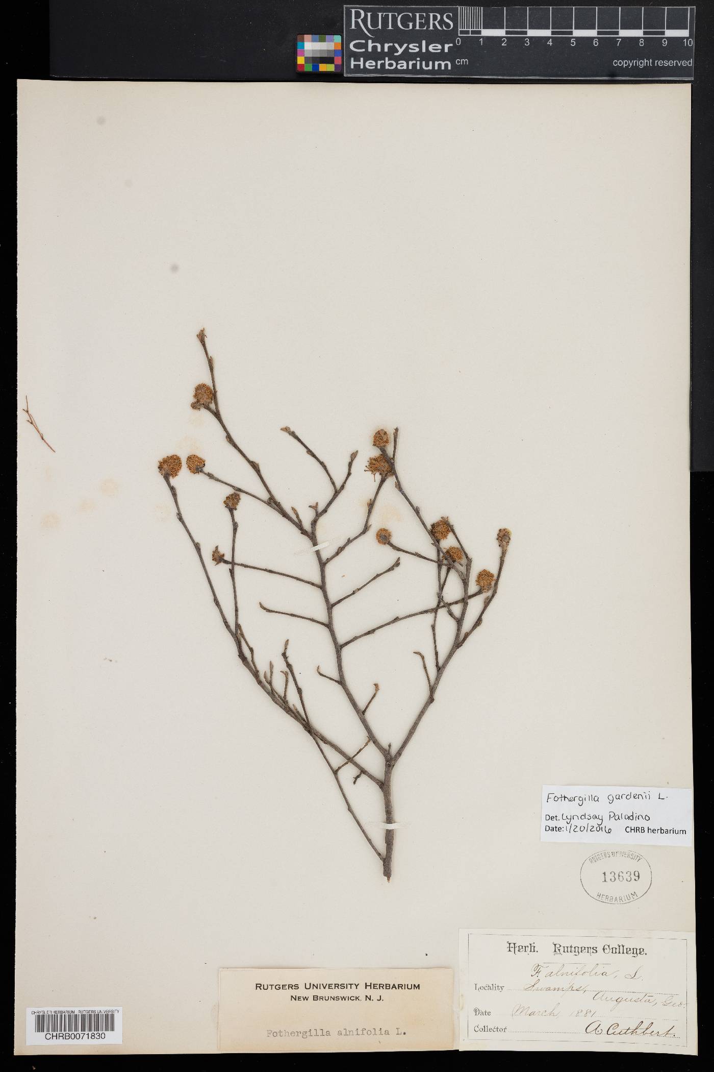 Fothergilla gardenii image