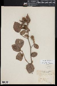 Fothergilla gardenii image