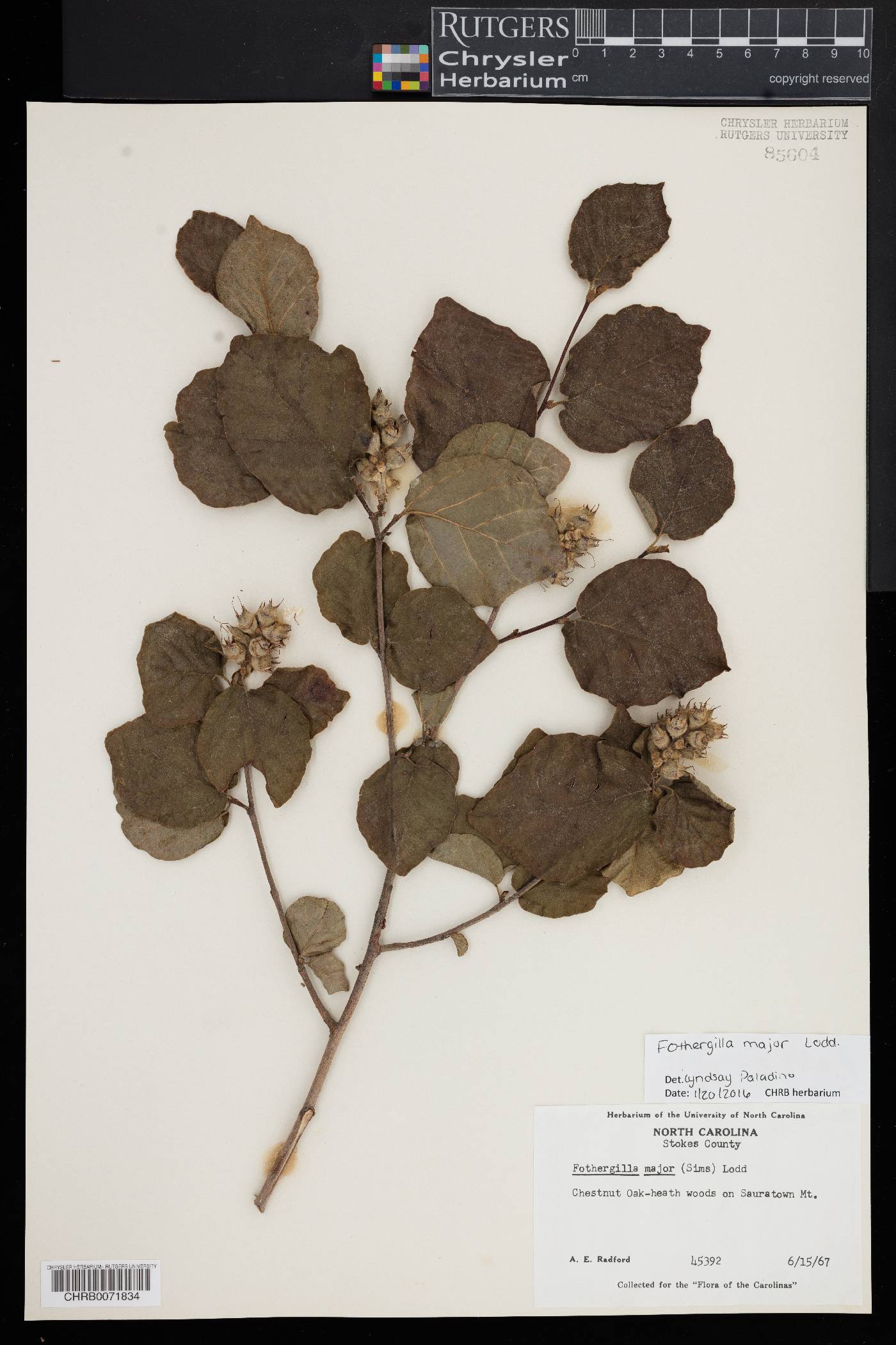 Fothergilla major image