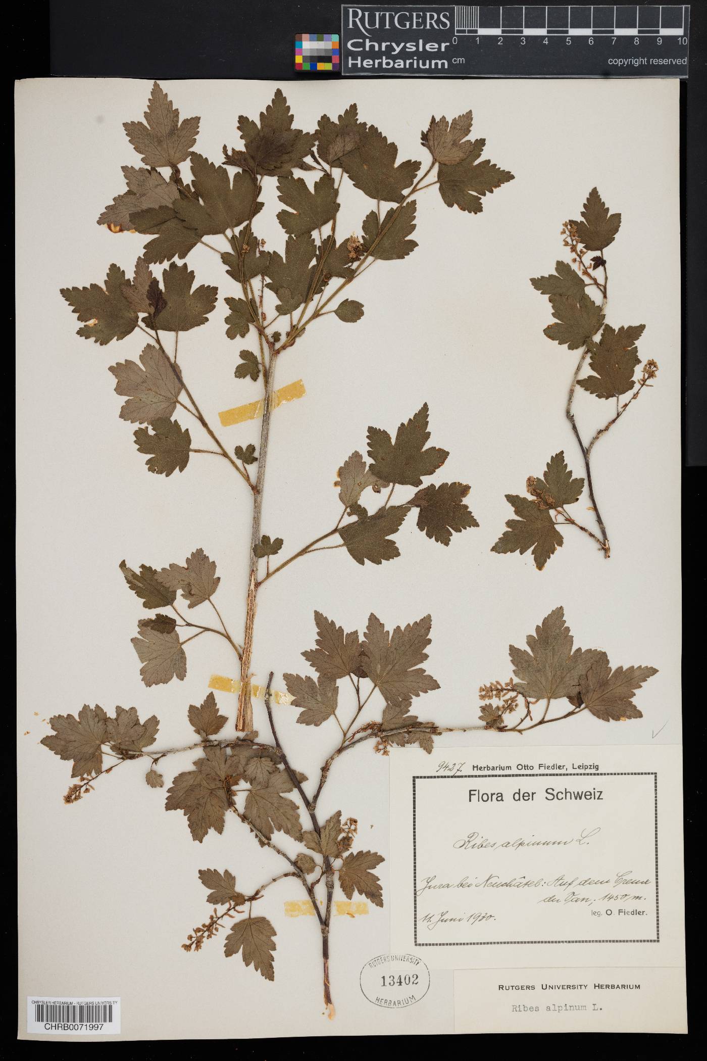 Ribes alpinum image