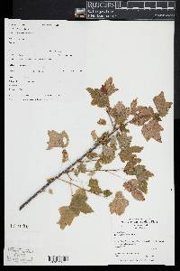 Ribes americanum image