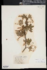 Ribes americanum image