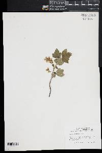 Ribes americanum image