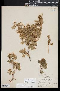 Ribes aureum image