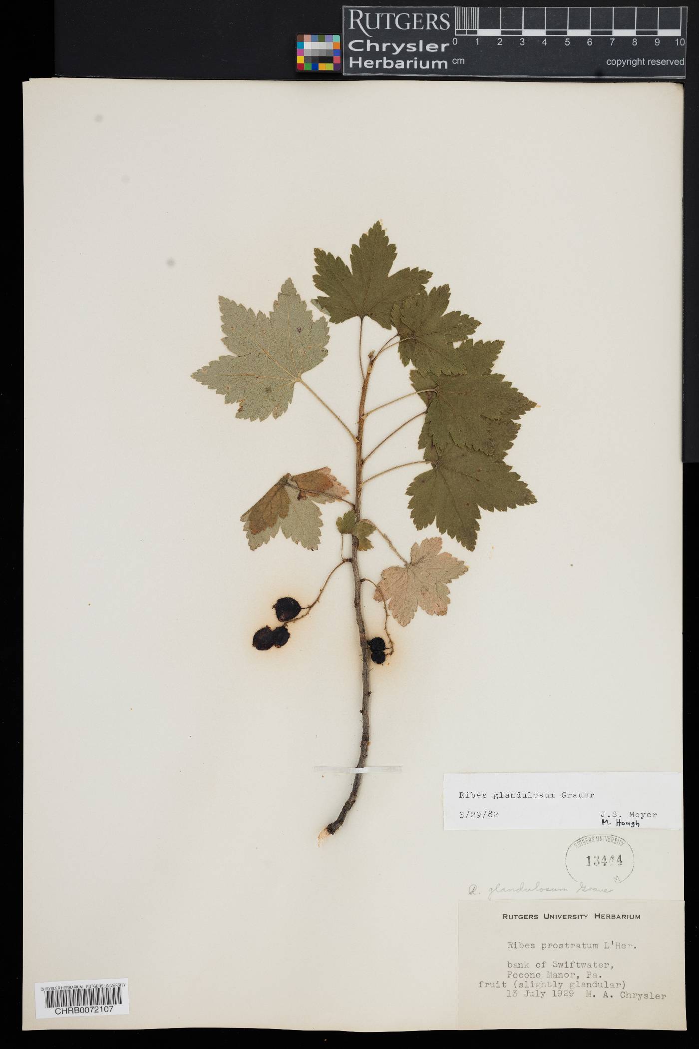 Ribes glandulosum image