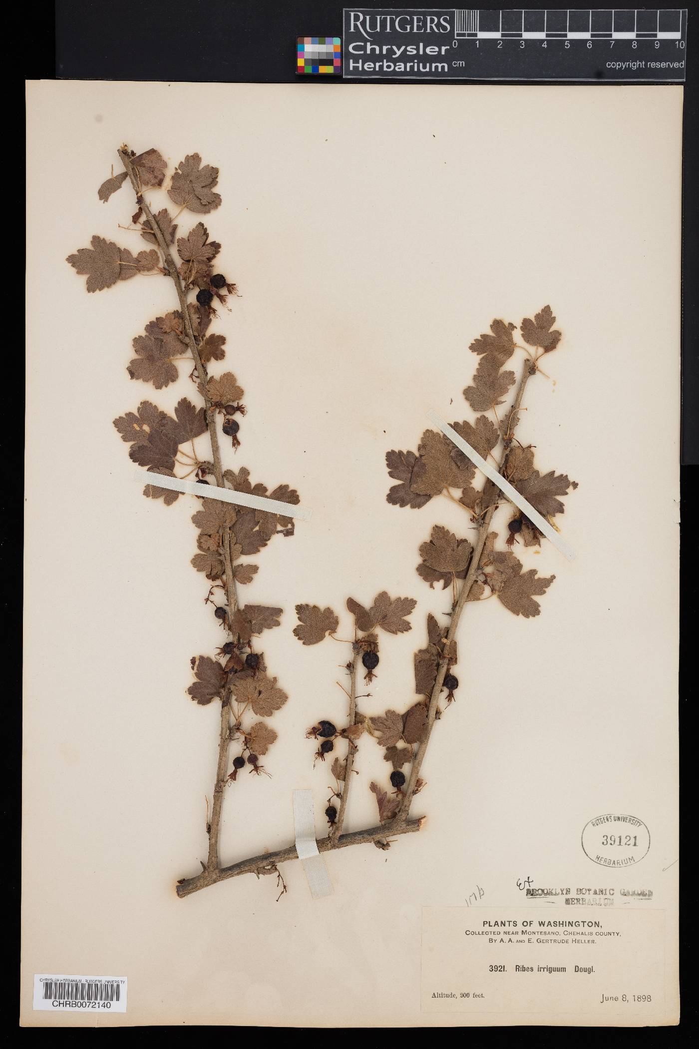 Ribes irriguum image