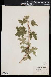 Ribes lacustre image