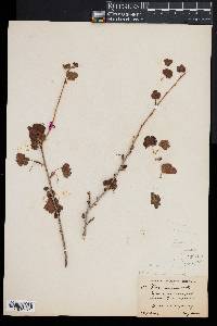 Image of Ribes saxosum