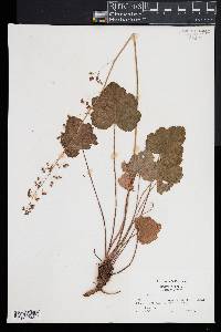 Heuchera americana image