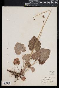 Heuchera americana image