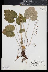 Heuchera americana image