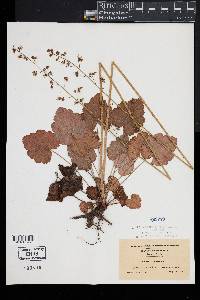 Heuchera americana image