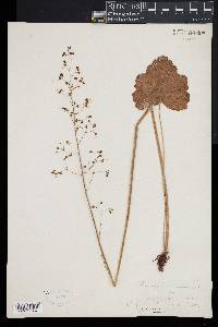 Heuchera americana image