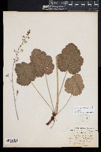 Heuchera americana image