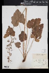 Heuchera americana image