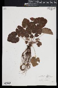 Heuchera americana image