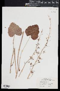 Heuchera americana image