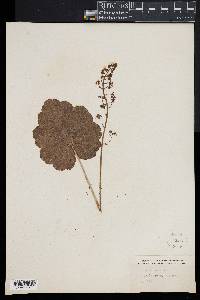 Heuchera americana image