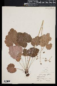 Heuchera americana image