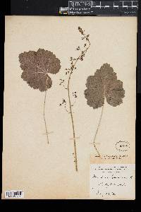 Heuchera americana image