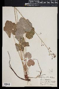 Heuchera americana image