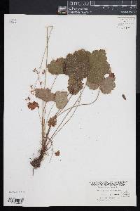 Heuchera americana image