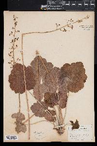 Heuchera americana image