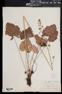 Heuchera americana image