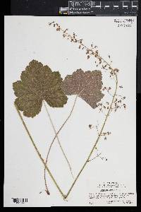 Heuchera americana image