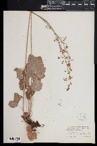 Heuchera americana image