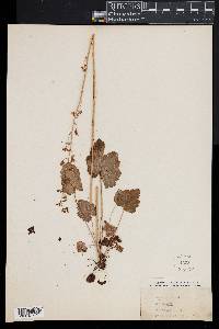 Heuchera americana image