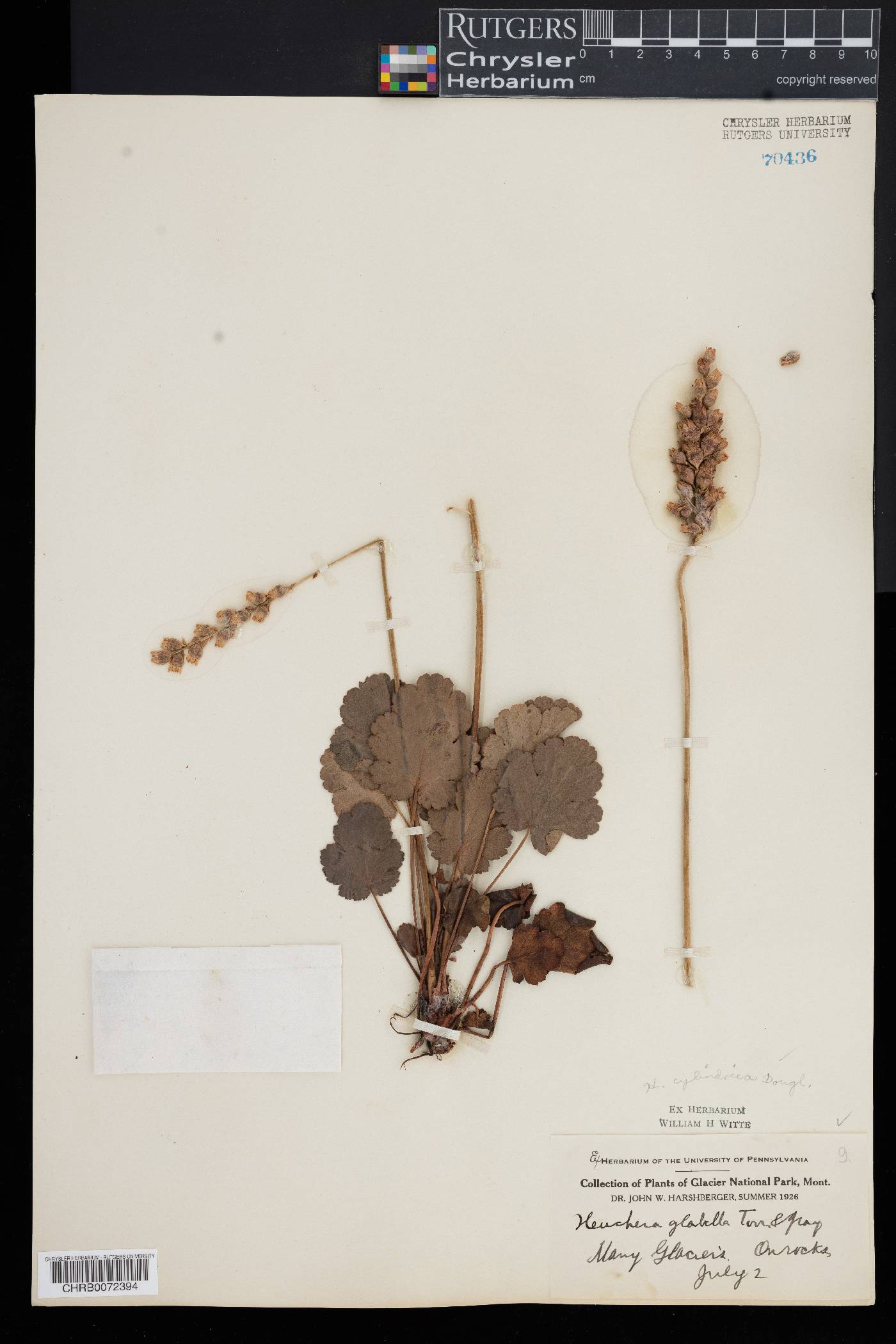 Heuchera glabella image