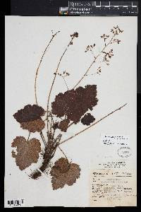 Heuchera longipetala image