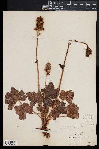 Heuchera pilosissima image