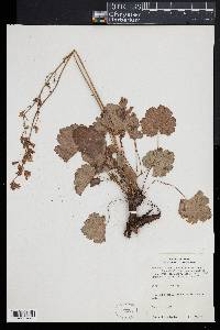 Heuchera richardsonii image