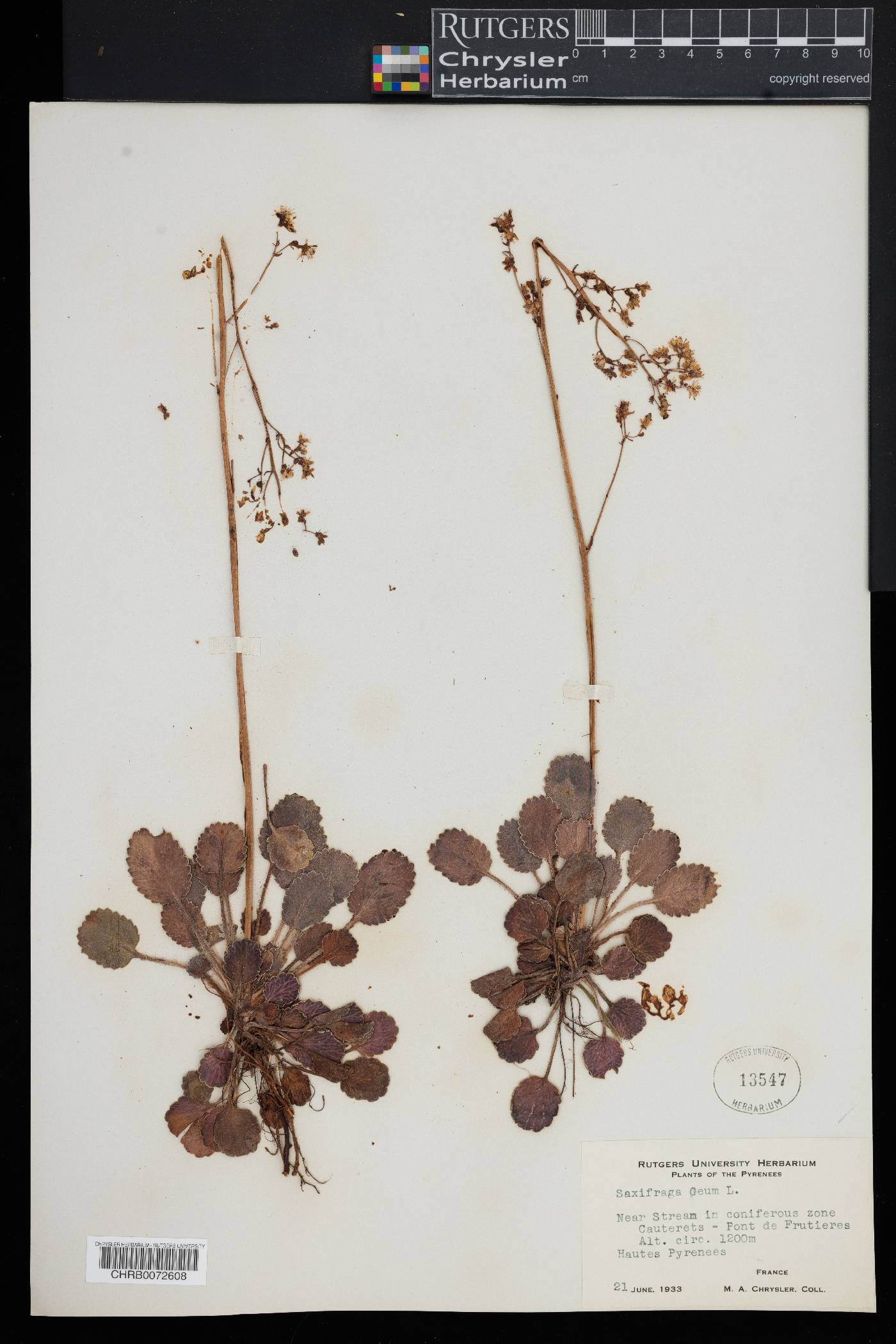 Saxifraga geum image