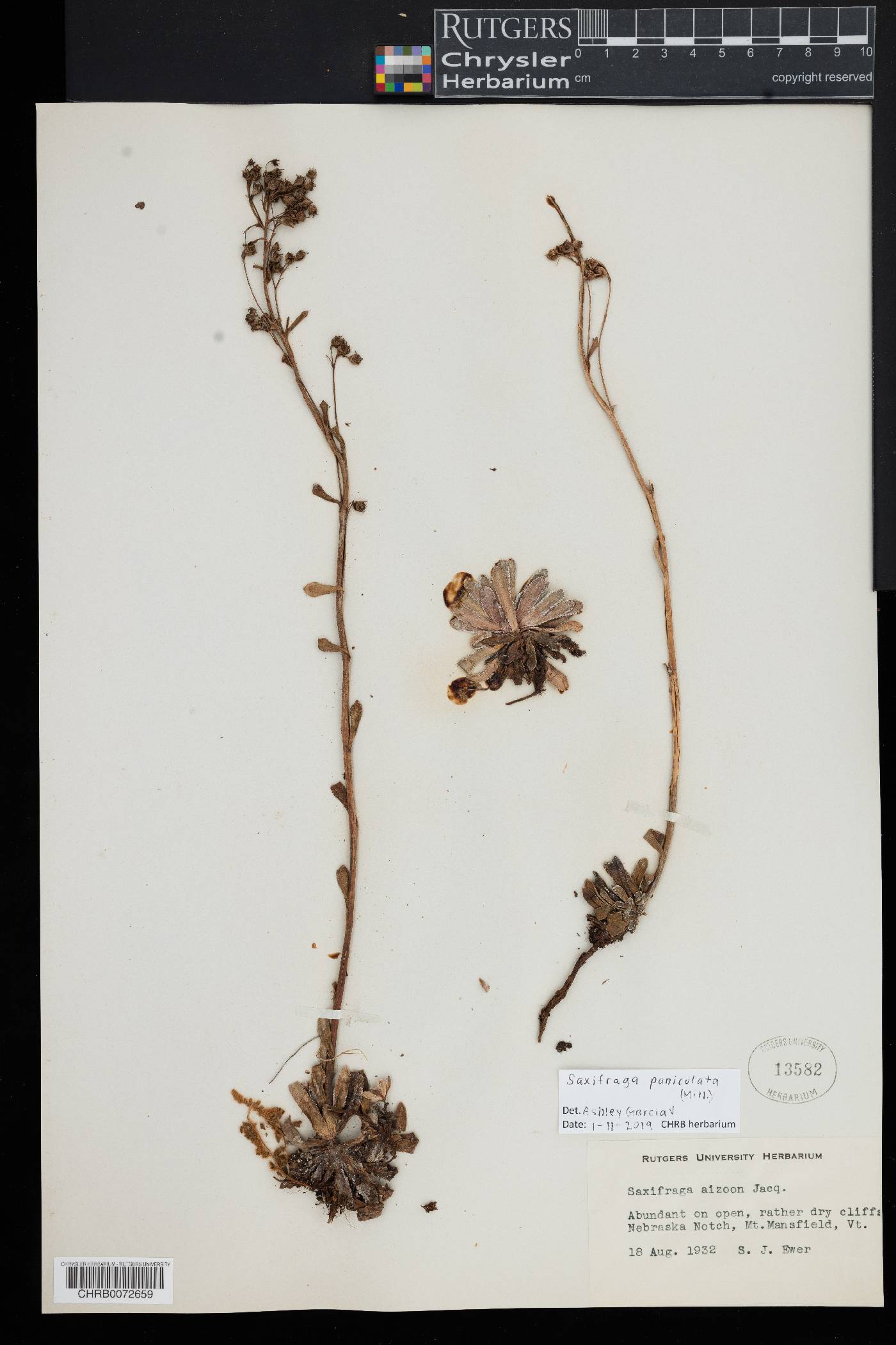 Saxifraga paniculata image