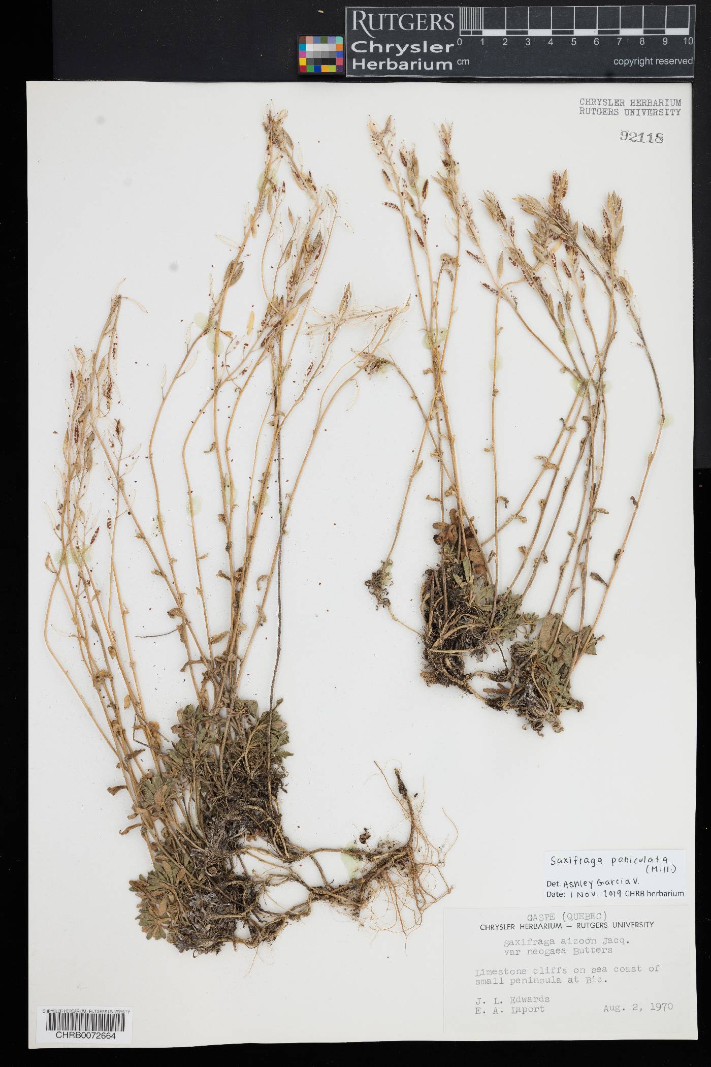 Saxifraga paniculata image