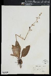 Micranthes pensylvanica image