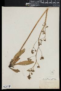 Micranthes pensylvanica image